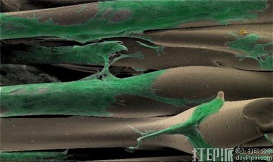 1476841266385259.jpg maastricht-moroni-lab-pioneers-3d-bioprinted-scaffolds-tha-control-stem-cell-differentiation-3.jpg