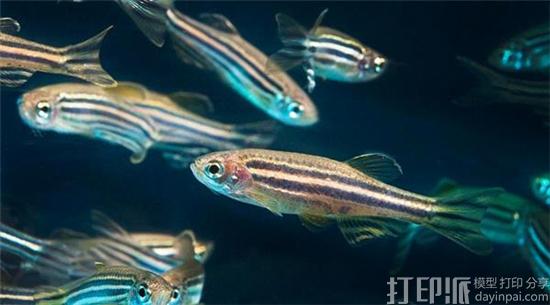 3d-printed-robotic-zebrafish-helps-researchers-understand-fish-behavioral-patterns-2.jpg