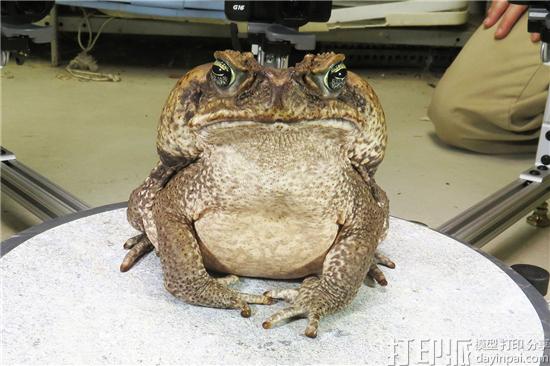 frog.jpg