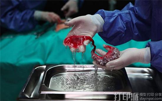 艺术家提出循环器官项目 探索用动物细胞3D打印人体新型器官.jpg