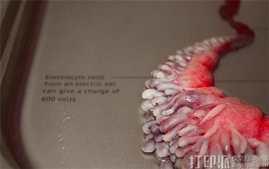 artist-agi-haines-explores-3d-bioprinting-organs-animal-cells-2.jpg