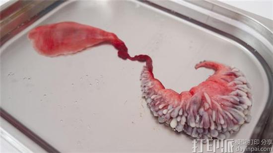 artist-agi-haines-explores-3d-bioprinting-organs-animal-cells-6.jpg