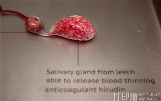 artist-agi-haines-explores-3d-bioprinting-organs-animal-cells-4.jpg