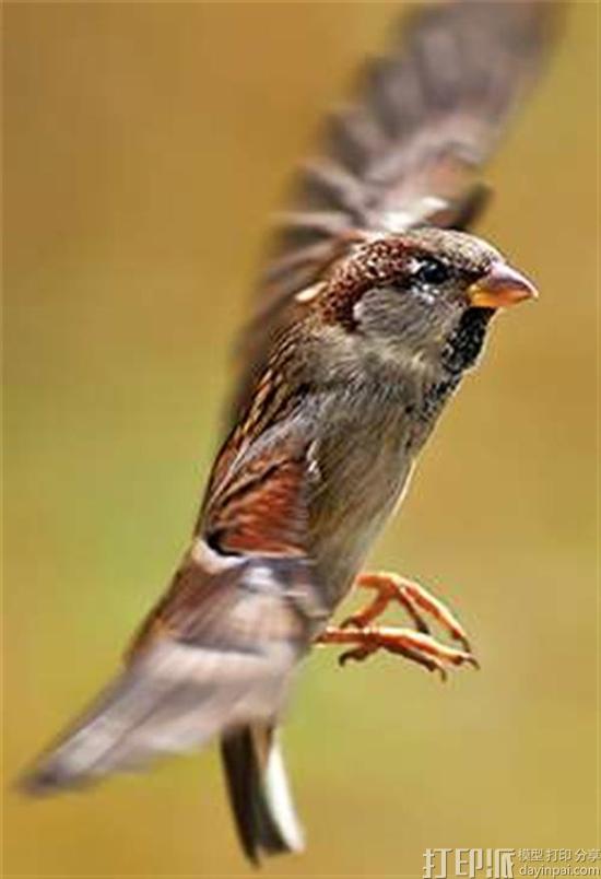 3d-printed-cradle-for-laboratory-house-sparrows-could-help-cure-chronic-stress-3.jpg