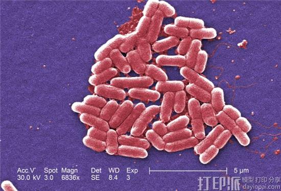 Colored-SEM-image-of-e.-coli-Janice-Haney-Carr.jpg