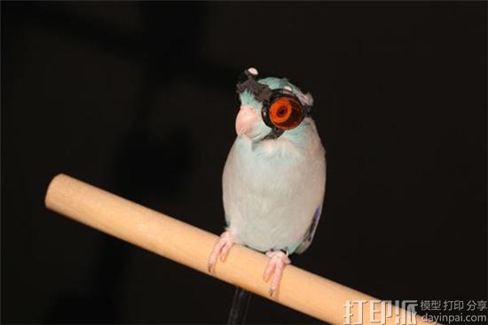 斯坦福大学为鹦鹉制作3D打印护目镜 以研究鸟类飞行奥秘