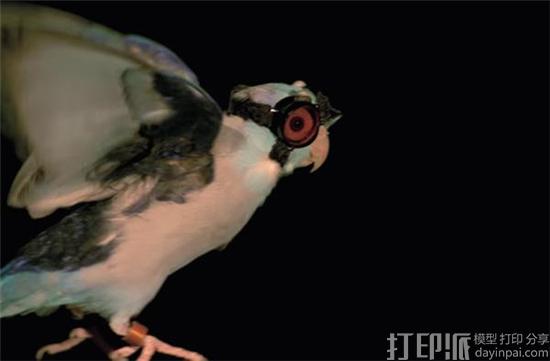 斯坦福大学为鹦鹉制作3D打印护目镜 以研究鸟类飞行奥秘
