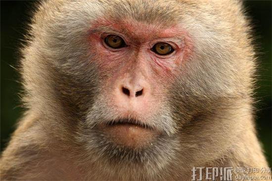中国科学家制作出生物3D打印血管并成功移植到猴子体内