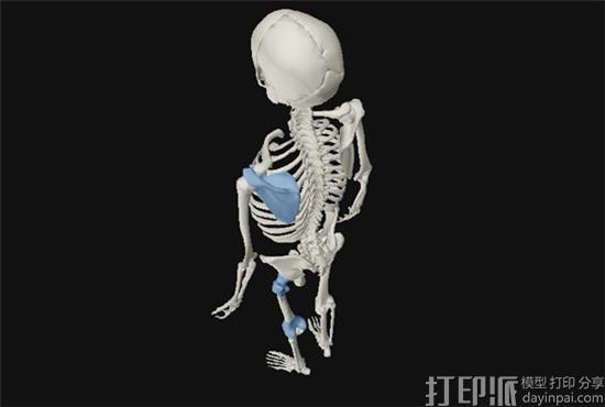牛津大学科学家3D打印人类关节交互式3D模型 揭示人类骨骼千年进化史