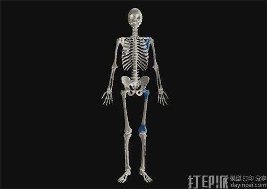 牛津大学科学家3D打印人类关节交互式3D模型 揭示人类骨骼千年进化史