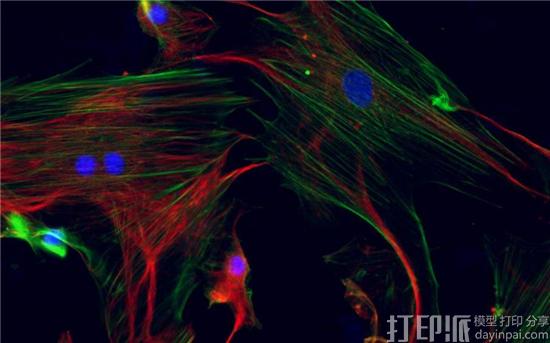韩国科学家借3D打印技术开发出快速修复骨骼的新技术