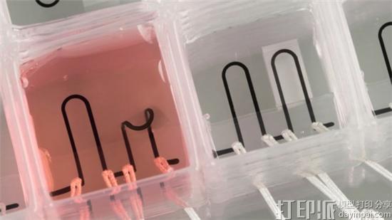 哈佛大学用六种“油墨”3D打印出心脏芯片