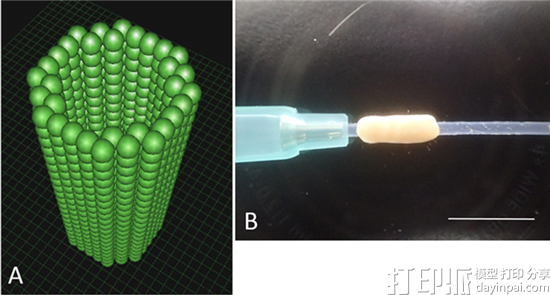 日本研究员成功用3D打印导管让老鼠坐骨神经再生