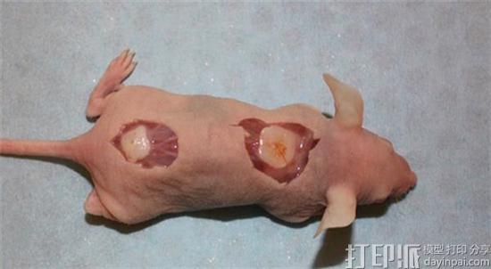 瑞典科学家成功让3D打印人体软骨细胞在老鼠身上存活并生长