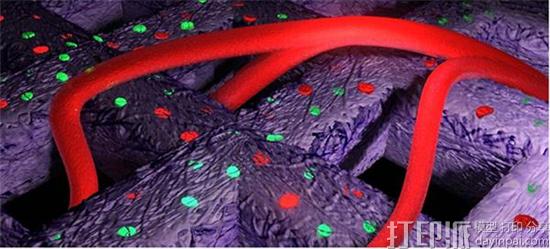 瑞典科学家成功让3D打印人体软骨细胞在老鼠身上存活并生长