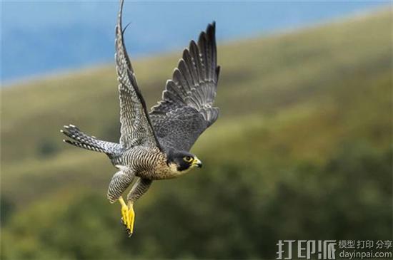 BAE系统受游隼启发开发出3D打印感官羽毛 或可提升飞机性能