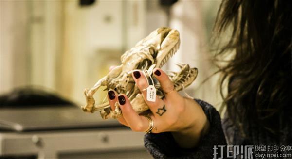 苏格兰邓迪大学创建在线的动物3D模型博物馆 超过25个国家可以访问