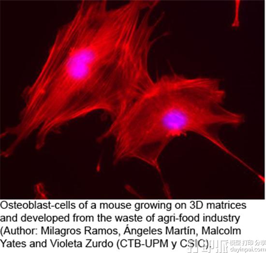 研究人员从苹果渣中提取生物材料 为组织再生制造3D基质