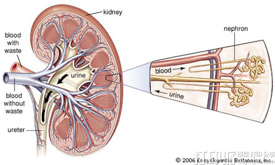 以色列3D打印公司Nano Dimension申请3D打印肾脏结构专利