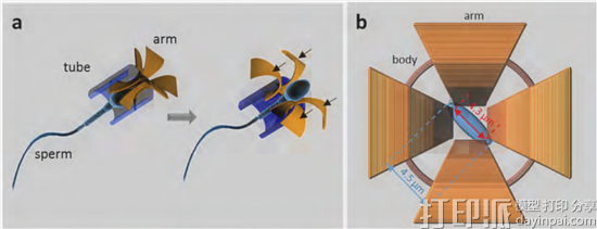 脑洞大开！ 研究人员开发出可引导精子去治疗妇科癌症的3D打印微管