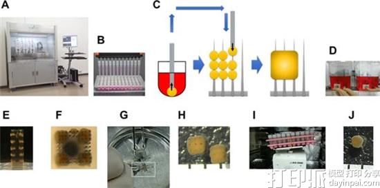 日本研究团队通过无支架生物3D打印方法生产肝组织模型 用于测试新药