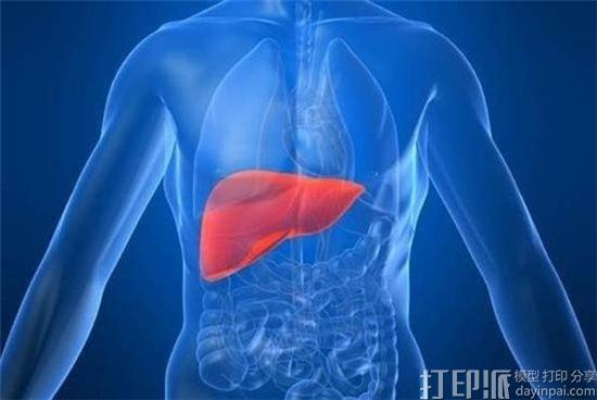 日本研究团队通过无支架生物3D打印方法生产肝组织模型 用于测试新药