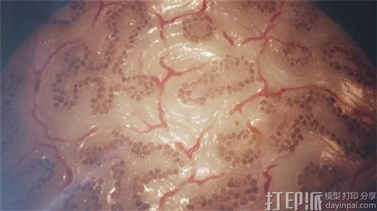 日本研究团队通过无支架生物3D打印方法生产肝组织模型 用于测试新药