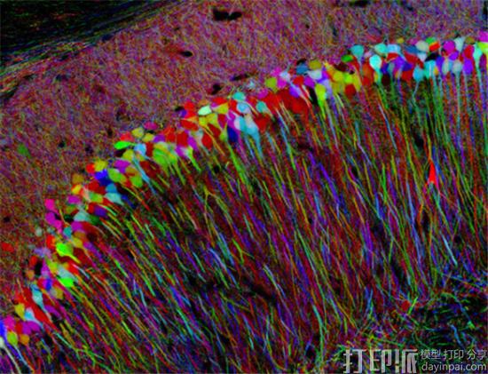 乔治华盛顿大学的3D打印研究可能会带来新一代神经疗法