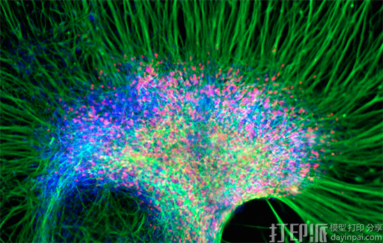 乔治华盛顿大学的3D打印研究可能会带来新一代神经疗法