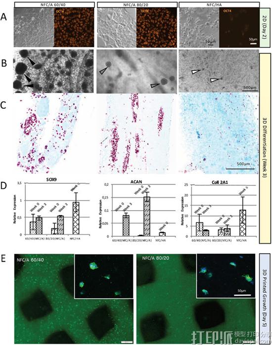 瑞典研究人员通过3D打印人体膝盖干细胞成功创建软骨组织