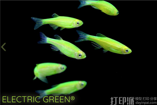 CollPlant公司开发出基于植物生产的胶原蛋白的3D打印生物墨水