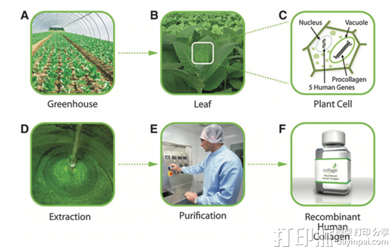 CollPlant公司开发出基于植物生产的胶原蛋白的3D打印生物墨水