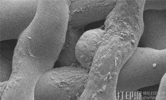 生物3D打印新进展 科学家用3D打印卵巢帮老鼠成功产仔