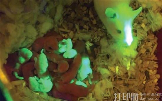 生物3D打印新进展 科学家用3D打印卵巢帮老鼠成功产仔