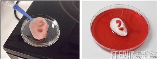 研究人员开发出新的交联3D生物打印方法 有望治疗小耳畸形