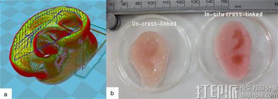 研究人员开发出新的交联3D生物打印方法 有望治疗小耳畸形