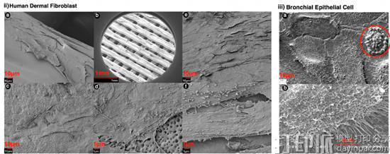 科学家利用FDM 3D打印TPU材料 制造出经济实惠的细胞支架