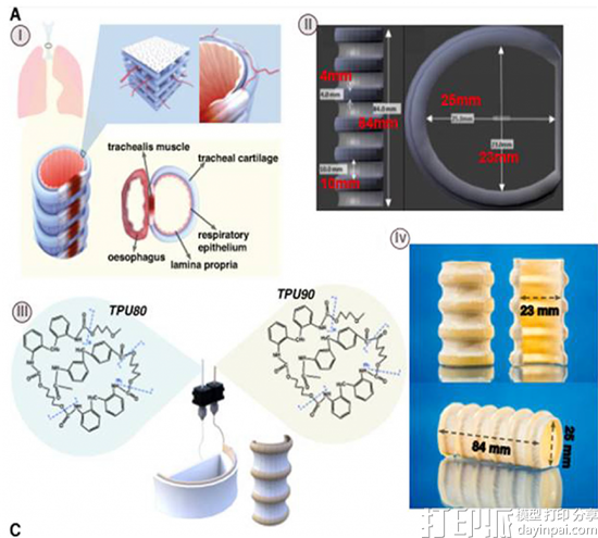 科学家利用FDM 3D打印TPU材料 制造出经济实惠的细胞支架