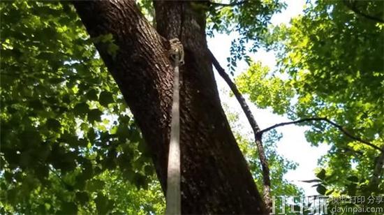 创客开发出可以攀爬树木的小型3D打印机器人 帮助切割树上的绳索 创客开发出可以攀爬树木的小型3D打印机器人 帮助切割树上的绳索