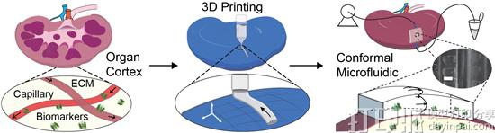 弗吉尼亚理工学院用3D打印微流体设备检查捐赠器官的健康状况