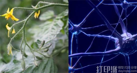 生物学家借住3D扫描发现植物和人类大脑生长模式的相关联系