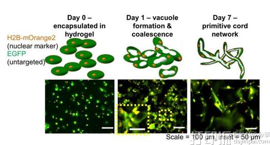 美国莱斯大学和贝勒医学院生物3D打印出功能性毛细血管