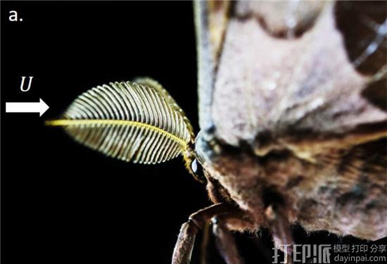 研究人员3D打印出1：1仿真飞蛾触角 帮助高效检测危险化学物质