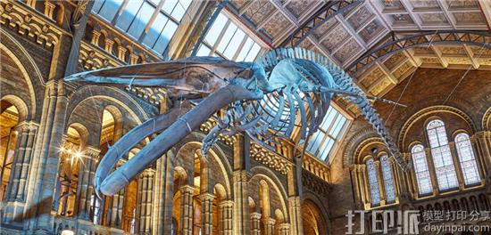 伦敦自然历史博物馆为蓝鲸“希望”3D打印骨架复制品 伦敦自然历史博物馆为蓝鲸“希望”3D打印骨架复制品