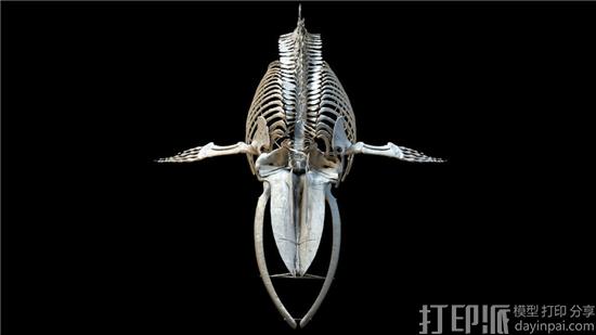 伦敦自然历史博物馆为蓝鲸“希望”3D打印骨架复制品 伦敦自然历史博物馆为蓝鲸“希望”3D打印骨架复制品