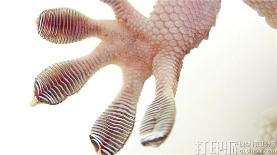 研究人员开发出能模仿壁虎攀爬且防水的3D打印爬墙机器人UNIclimb