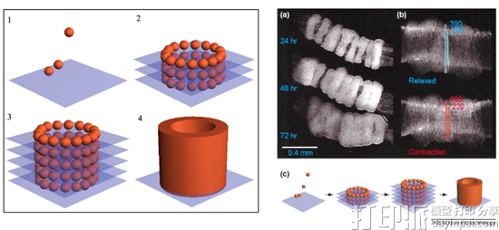 科学家成功生物3D打印出功能性的血管化老鼠甲状腺