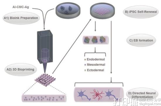 伍伦贡大学研究人员研发出3D打印人类多能干细胞的新技术