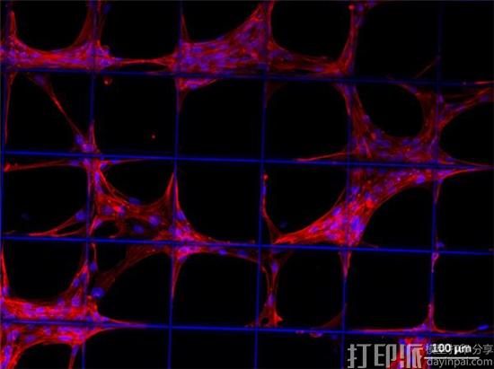 德国科学家开发用于测试生物3D打印组织质量的系统PhotonControl
