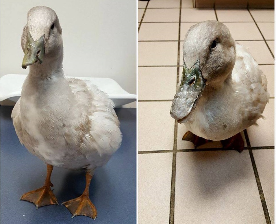 3D打印技术帮助神喙严重受损的鸭子恢复如初